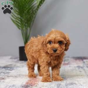 Tucker, Cavapoo Puppy